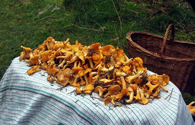 chanterelles, mushrooms, collecting, collect, nature, forest, shopping cart, mushroom picker