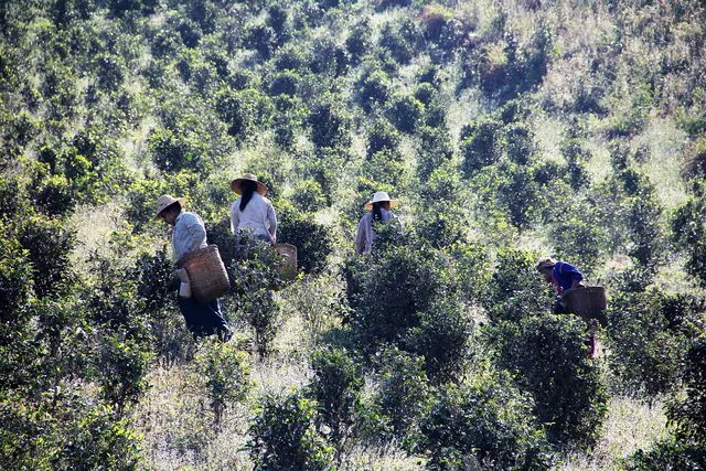 tea picker, pick tea, work